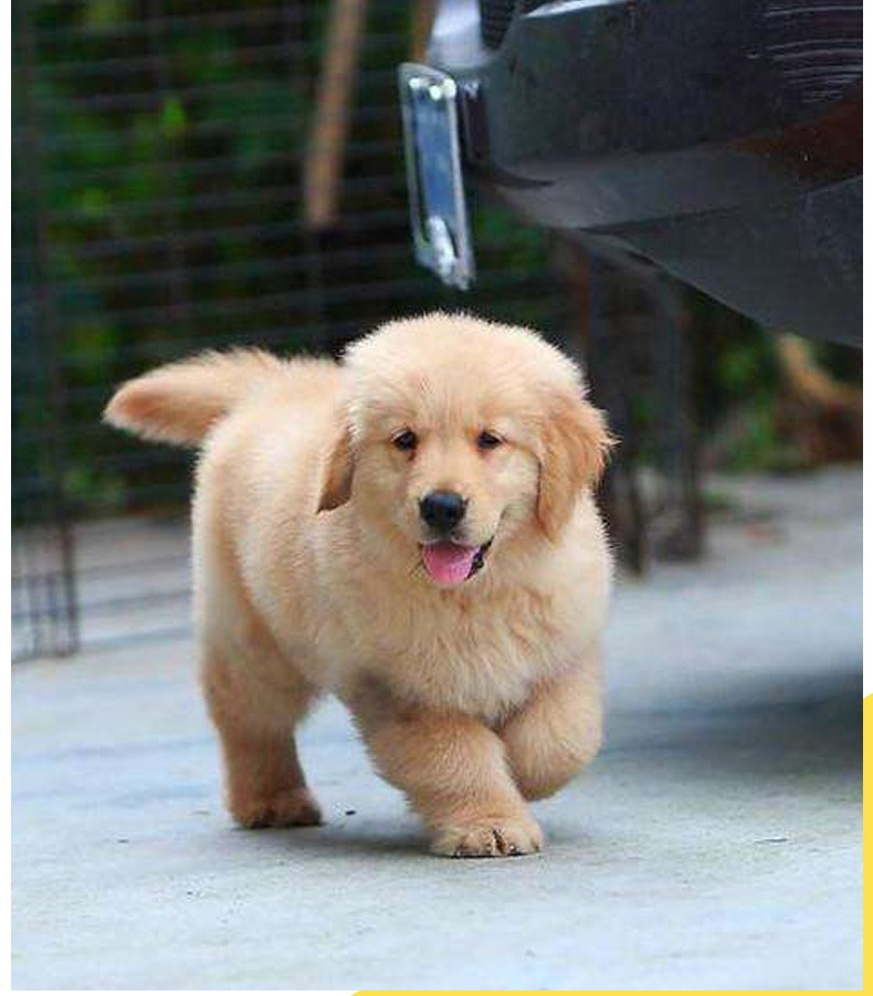 爱心领养金毛犬幼犬活体导盲犬狗活幼体小狗活的活物真狗宠物狗狗