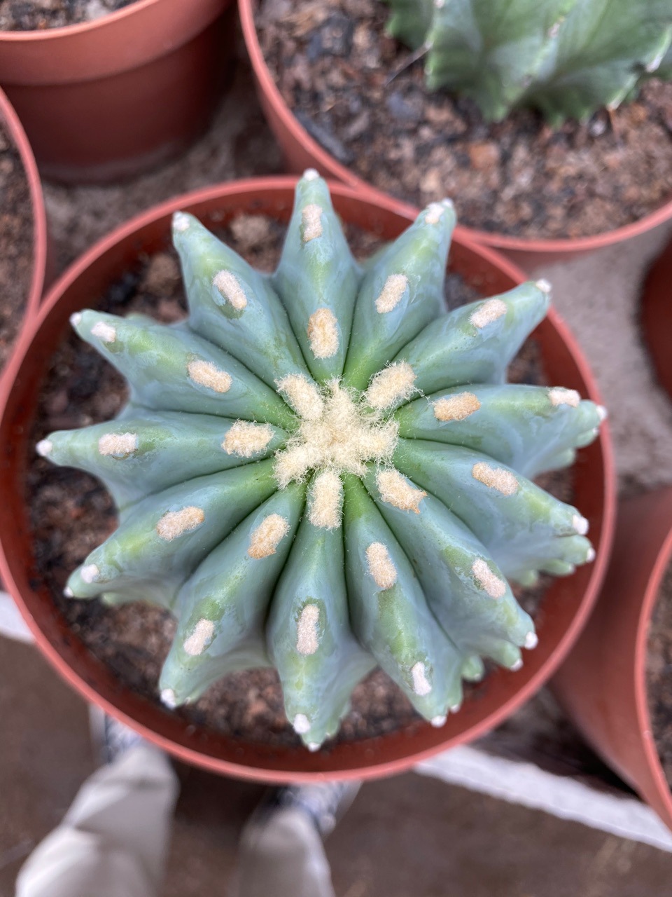 无刺王冠龙实生仙人球桌面掌形拉丝锦盆栽核桃基地批发