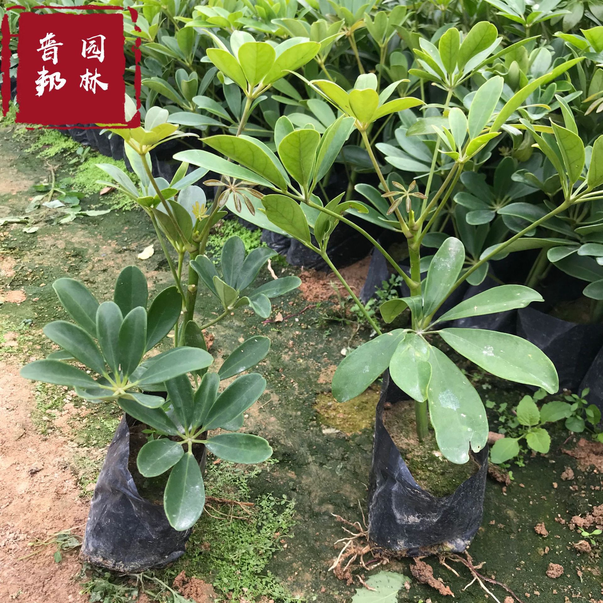 福建漳州鸭脚木地被供应鹅掌柴批发