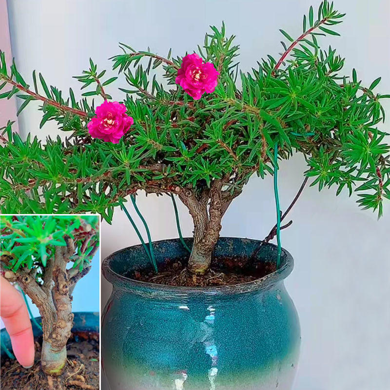 太阳花植物不重瓣老桩花苗盆栽苗宿根苞不带根四季开花室外花卉