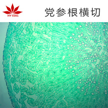党参根横切 组织细胞切片 教学用组织切片 植物类切片标本