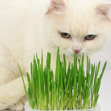 猫草种子水培种植套装猫草种子猫草猫球猫咪用品阳台盆栽植物种子