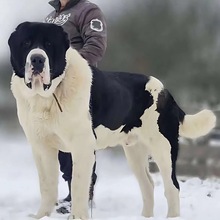 纯种瑞士牧羊犬幼犬活体白德牧幼崽血统白色牧羊犬看家护院大型犬