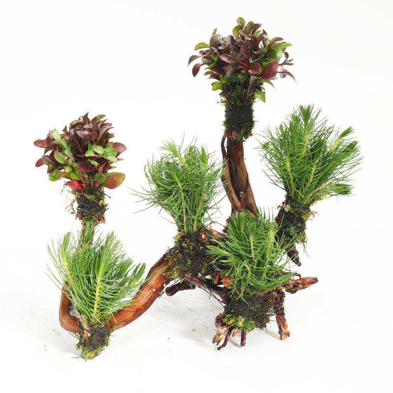 绿波小坨活体水草造景鱼缸装饰有茎类观赏后景草批发光合水草-询价