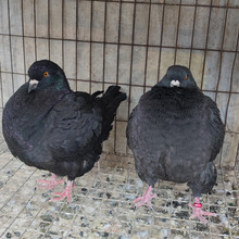 落地王大体观赏肉鸽元宝圆环青年种鸽活物一对落地王一公一母花色