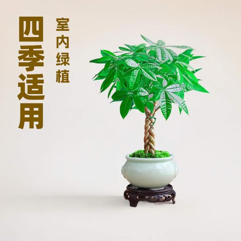 大发财树室内外花卉盆景植物盆栽大招财树摇钱树花苗客厅大型绿植