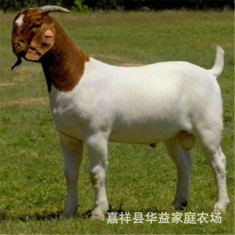 波尔山羊澳洲白小尾寒羊杜泊绵羊美利奴【无角陶赛特】【24小时电话