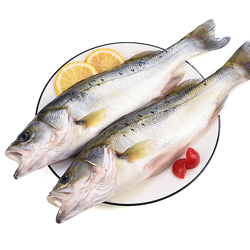 新鲜海鲈鱼七星鲈鱼冷冻冰鲜深海水产生鲜5斤装共4-5条顺丰