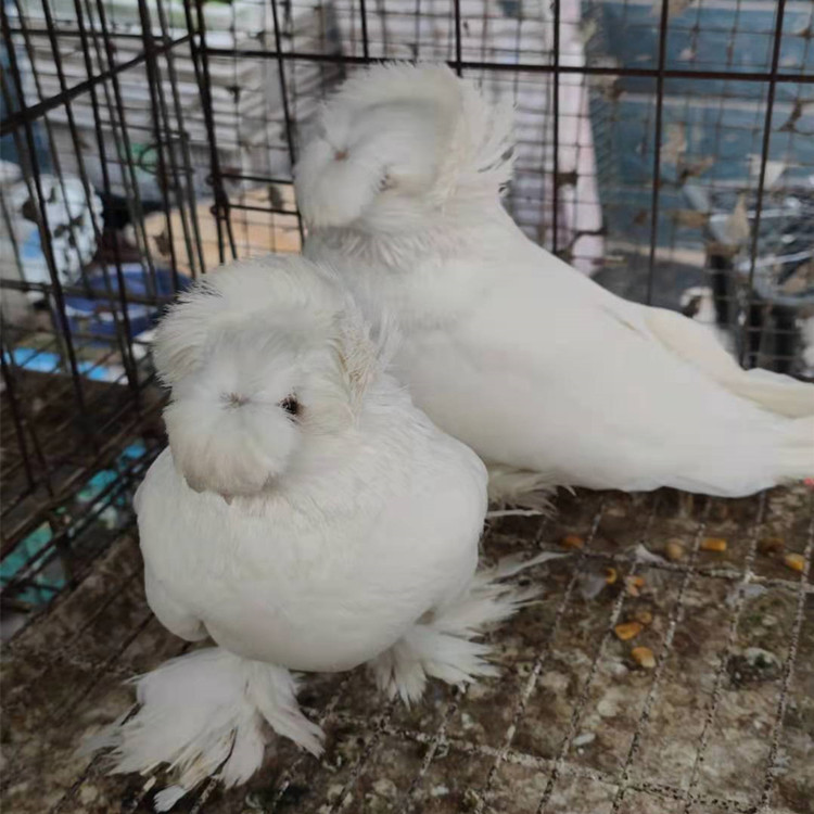 鼓手鸽子的价格是多少  白鼓手图片 反色鼓手鸽子 观赏鸽品种