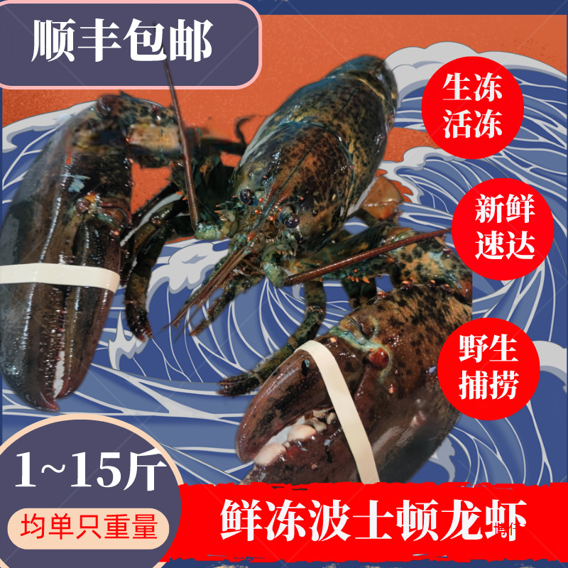 波士顿龙虾大波龙鲜冻海鲜速冻澳洲澳龙大1只装1至10斤包邮-阿里巴巴