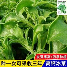 四季水晶冰菜种子 蔬菜籽种子盆栽苗冰草菜籽种阳台稀有野菜