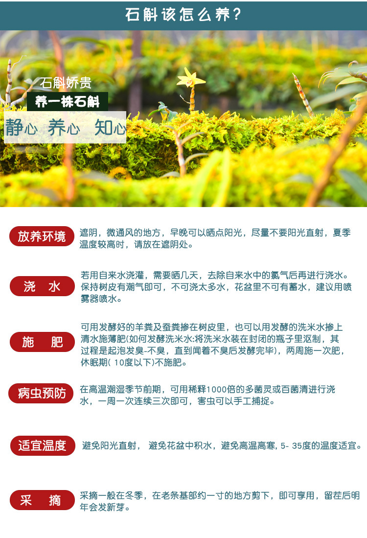 霍山铁皮石斛苗三年25-35株 大木桩栽好石斛兰花种苗盆景包活