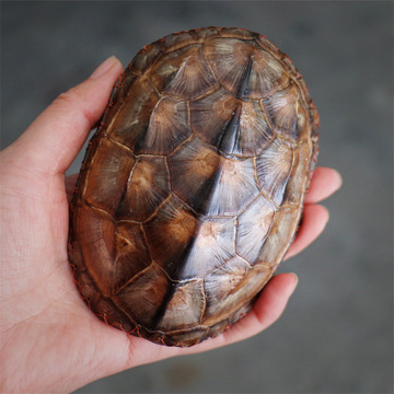 天然完整富甲天下文玩手把件龟甲龟壳茶则竹编茶则干净龟壳-阿里巴巴