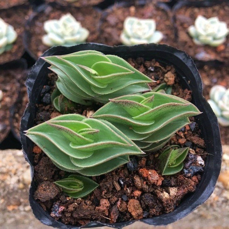 【一帆风顺5课带盆栽好发货】一帆风顺盆栽多肉植物奇趣旺财植物
