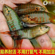 中国斗鱼活鱼普叉巨普不打氧耐活鱼冷水淡水鱼野生斗鱼观赏鱼金鱼