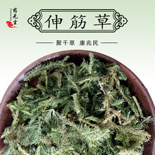 伸筋草药材 批发散装伸筋草新货色青干净无杂舒筋草牛尾菜顺筋藤