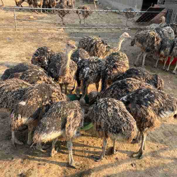 非洲鸵鸟苗鸵鸟活体幼崽小鸵鸟苗幼苗可下鸵鸟蛋繁殖幼鸟鸵鸟苗