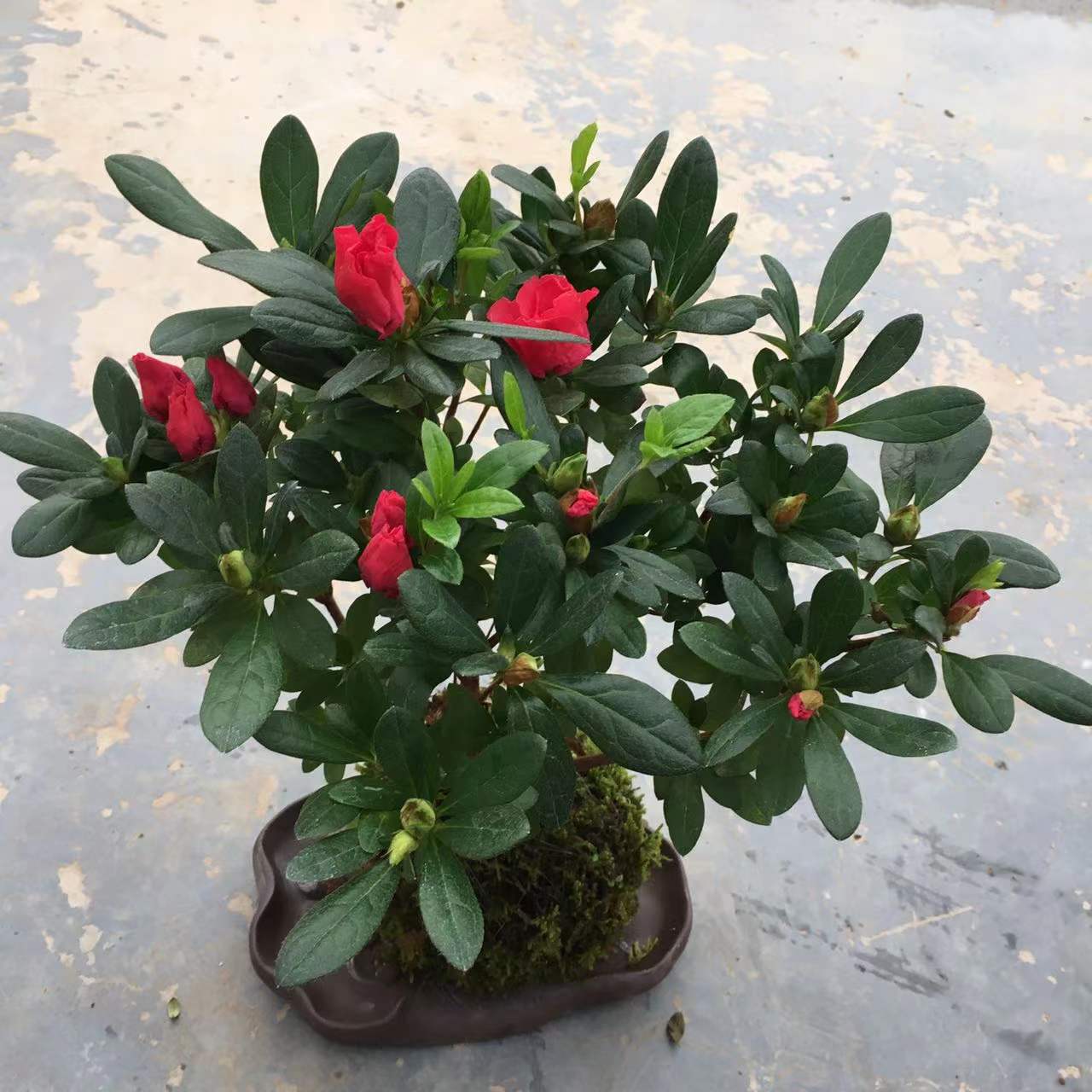 基地直供批发杜鹃花卉杜鹃花苗带花苞开花喜阳植物盆栽