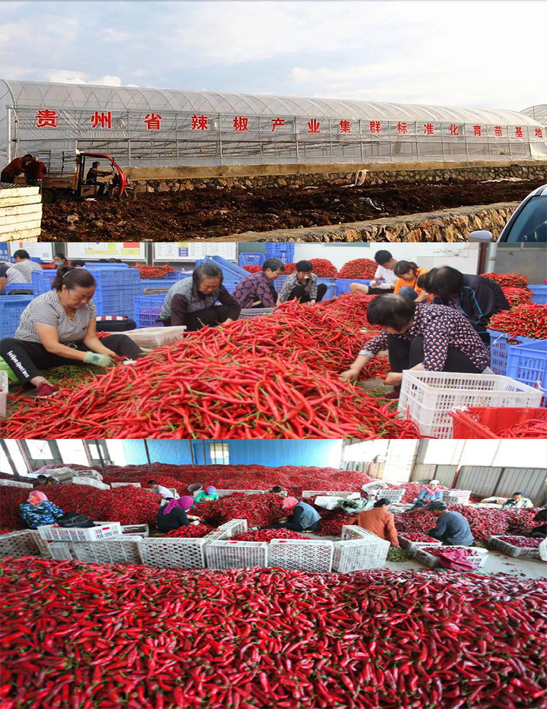 贵州灯笼椒批发红海椒火锅底料原料调味品微辣特香干辣椒现货批发