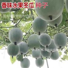 香芋水果冬瓜种子迷你小冬瓜种籽春秋四季播阳台蔬菜种子籽孑