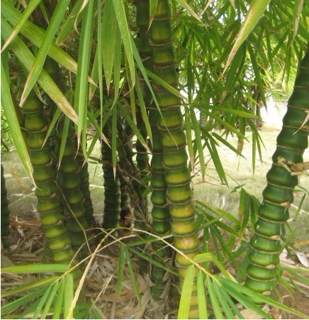 庭院观赏绿化植物 紫竹苗 青竹苗 金镶玉竹子 紫竹根 佛肚竹盆栽