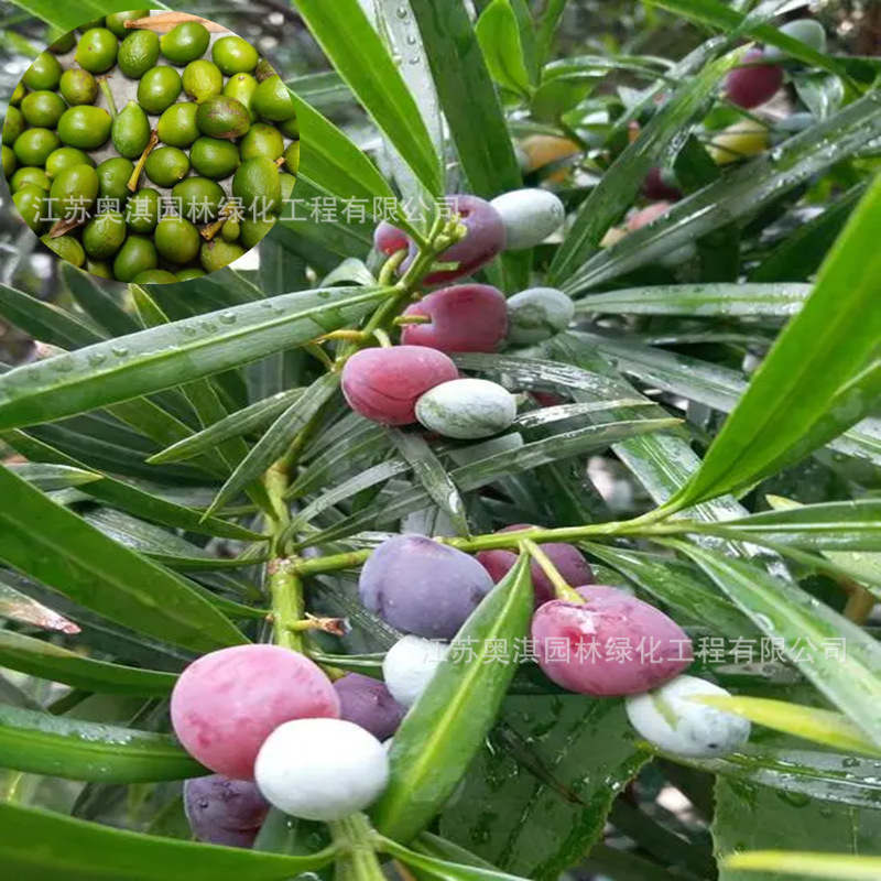 日本罗汉松种子