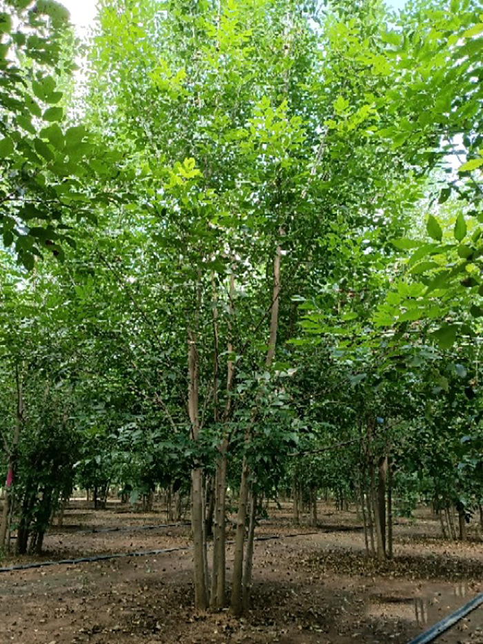 绿化苗木白蜡树苗白蜡杆树苗 速生白蜡对节白蜡大小苗