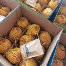 海南金椰子三亚特产新鲜水果黄金红椰九个装包邮现摘带皮送开椰器