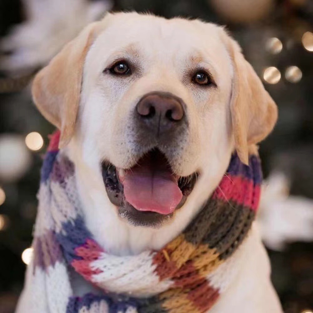 纯种拉布拉多幼犬活体奶白色拉布拉多导盲犬价格拉布拉多宠物狗狗