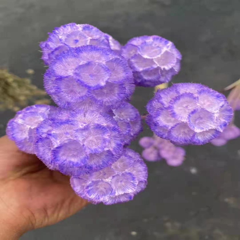 永生花松虫果干花花材批发diy教师节花束松虫果保鲜花配材花材