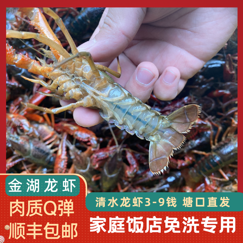 五斤免洗3456钱金湖小龙虾鲜活熟虾盱眙清水青虾活虾特大超大生鲜