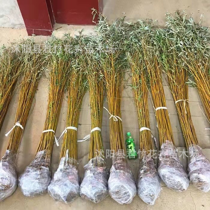 垂柳树苗青皮柳金丝柳黄金柳速生柳树苗庭院道路占地工程绿化苗木