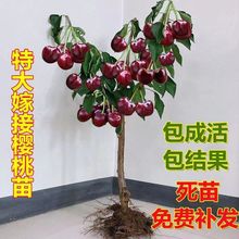 特大车厘子樱桃树正宗山东大樱桃树耐寒南北方种植盆地栽当年结果