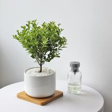 北欧发财树绿植室内办公室白色陶瓷盆木垫桌上绿植防辐射植物盆栽
