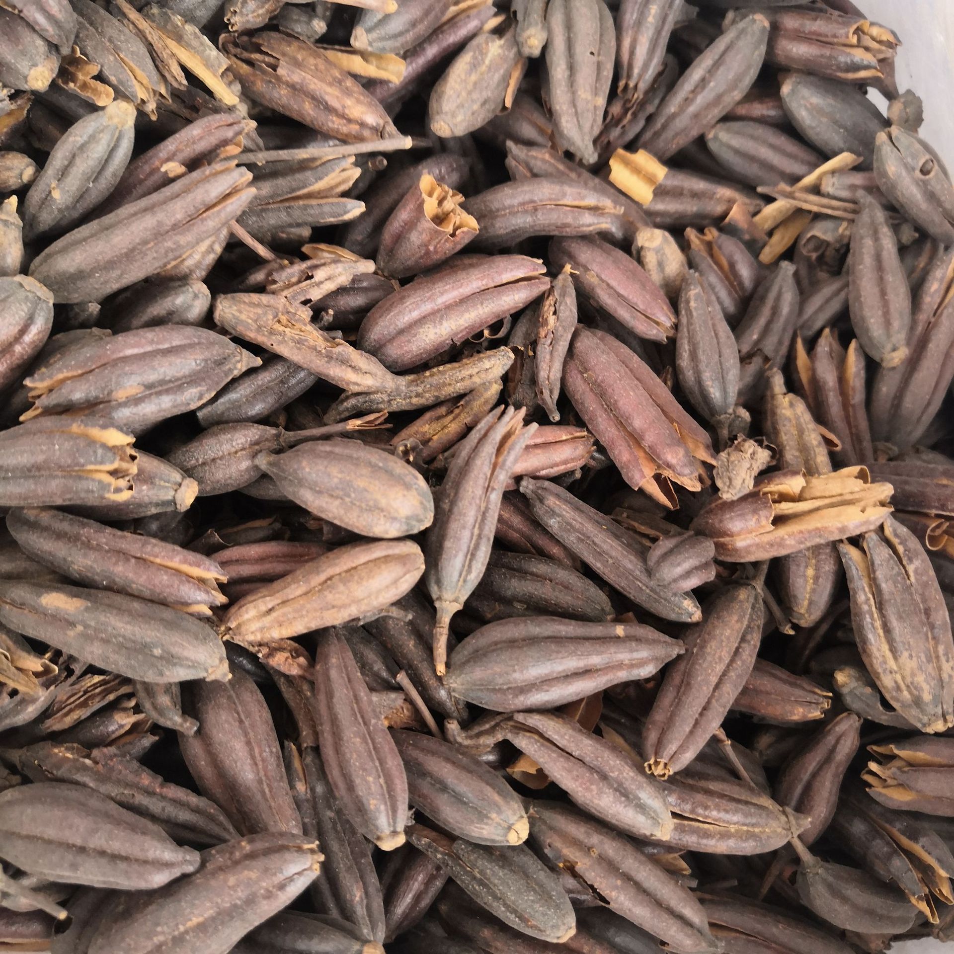 中药材六轴子 山芝麻 土连翘 批发零售实物拍摄