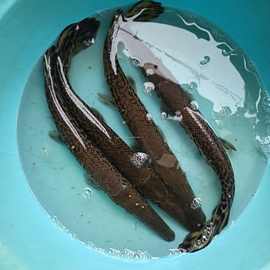 福鳄鱼活体尖嘴鳄鱼火箭雀鳝鳄鱼大型热带观赏鱼福鳄苗新手入门鱼