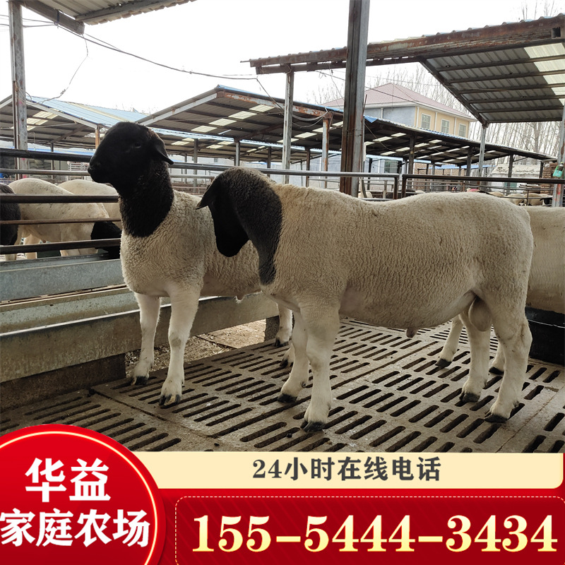 杜泊羊小尾寒杂交