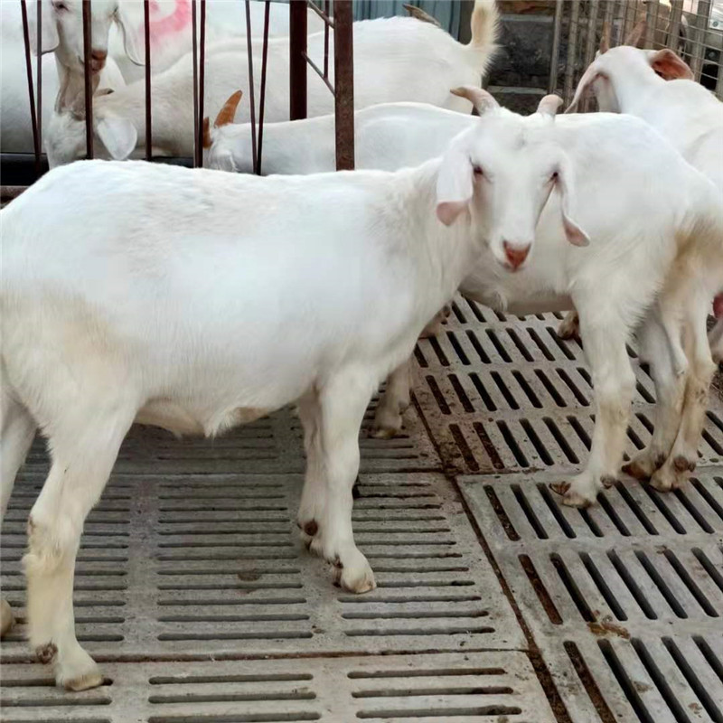 【养奶羊】-养奶羊厂家,品牌,图片,热帖-阿里巴巴