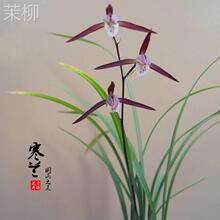 Orchid Seedling Fine Leaf Cold Orchid with Pod Jianlan Four