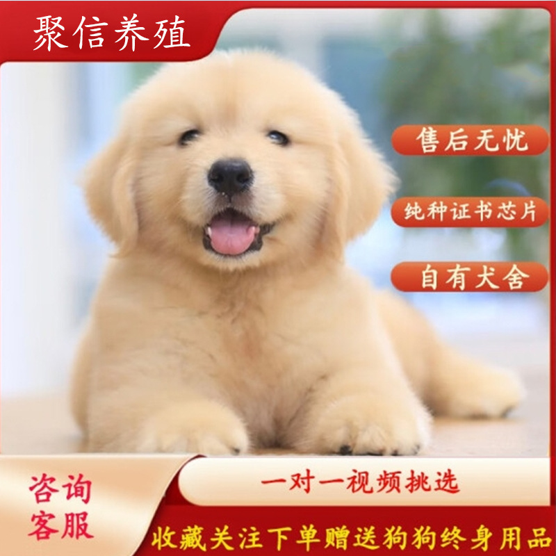 纯种赛级金毛幼犬家养宠物金毛寻回猎犬活体狗狗幼崽-阿里巴巴