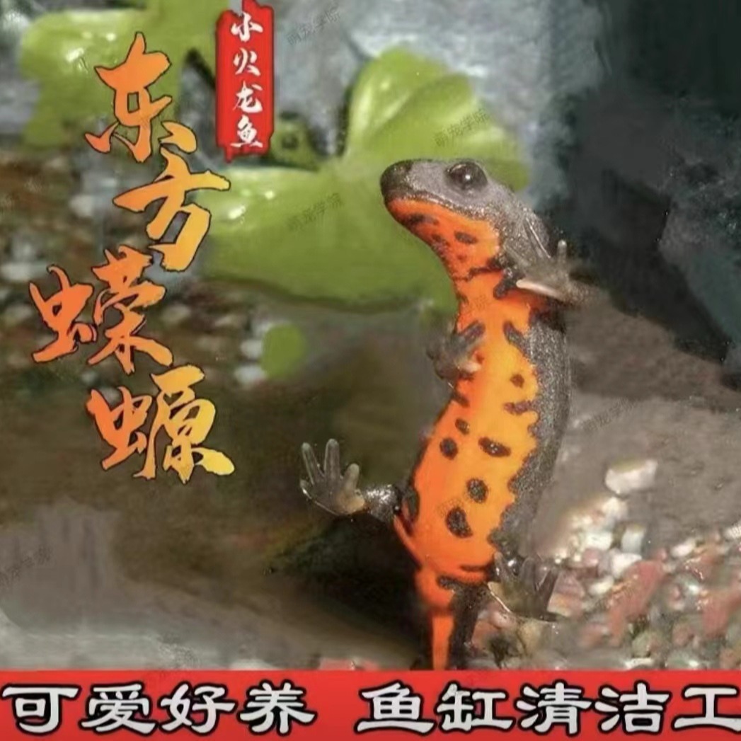 小火龙中华蝾螈娃娃鱼两栖冷水鱼可爱呆萌鱼缸清洁加水发货-阿里巴巴