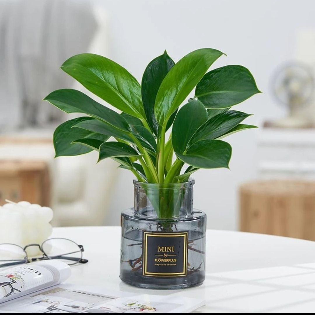 大叶金钻绿公主四季常青吸甲醛室内绿植可水培净化空气易活好养