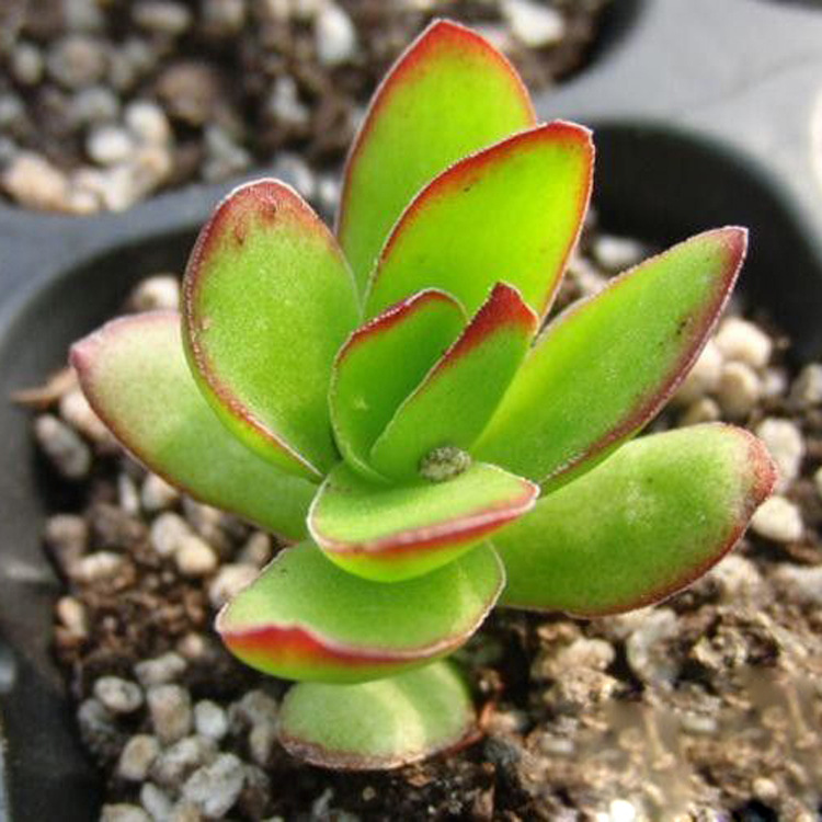 多肉植物天狗之舞 掌形绿植花卉盆花组合 多肉办公室盆景园林植物