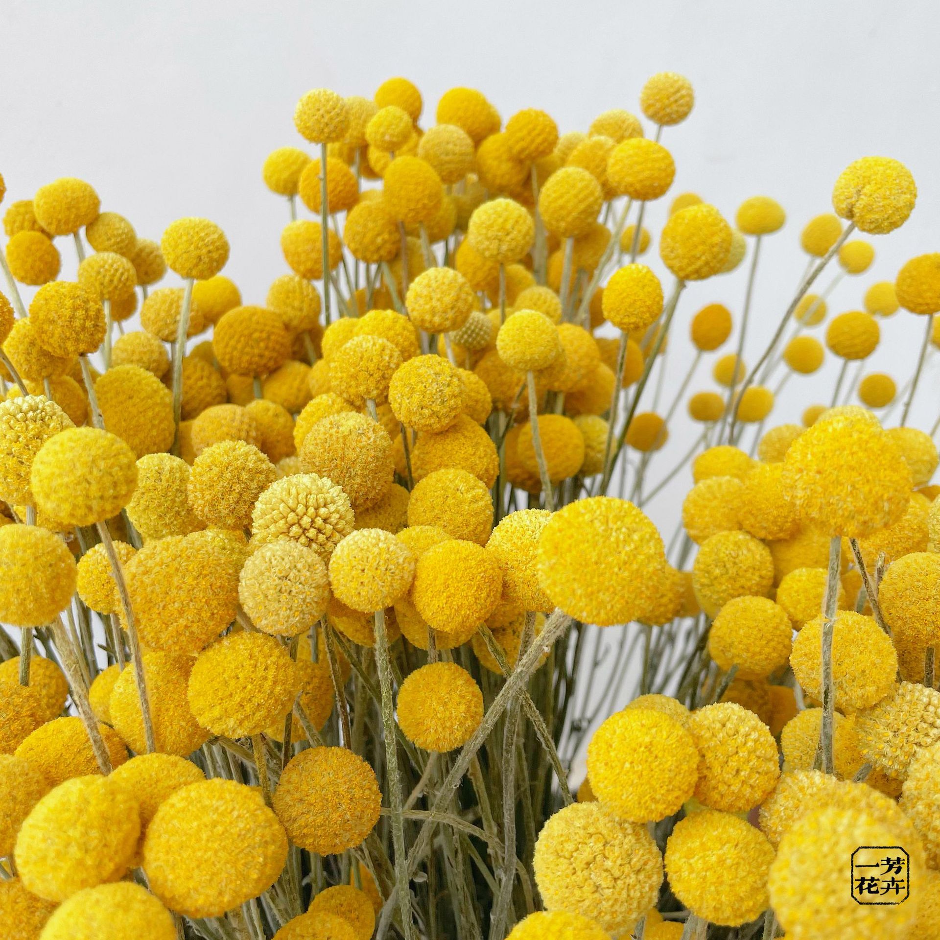 干花黄金球云南永生花干花花束黄金球厂家批发大号黄金球家居装饰