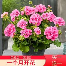 重瓣大花天竺葵盆栽花苗四季开花室内外阳台客厅庭院种植花卉绿植