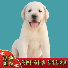 纯种拉布拉多幼犬奶白色黑色拉布拉多导盲犬金毛犬活体出售宠物狗