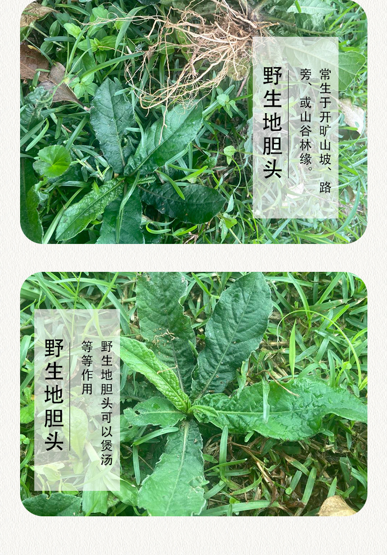 大山新鲜有机地胆头煲汤料红花地斩头草根苦地胆去湿中药材带叶