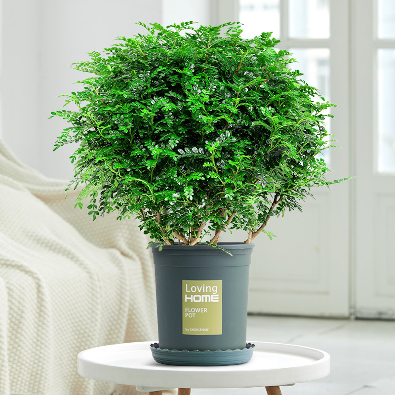 驱蚊草盆栽千里眼清香胡椒木植物室内花卉九里香盆景净化空气绿植