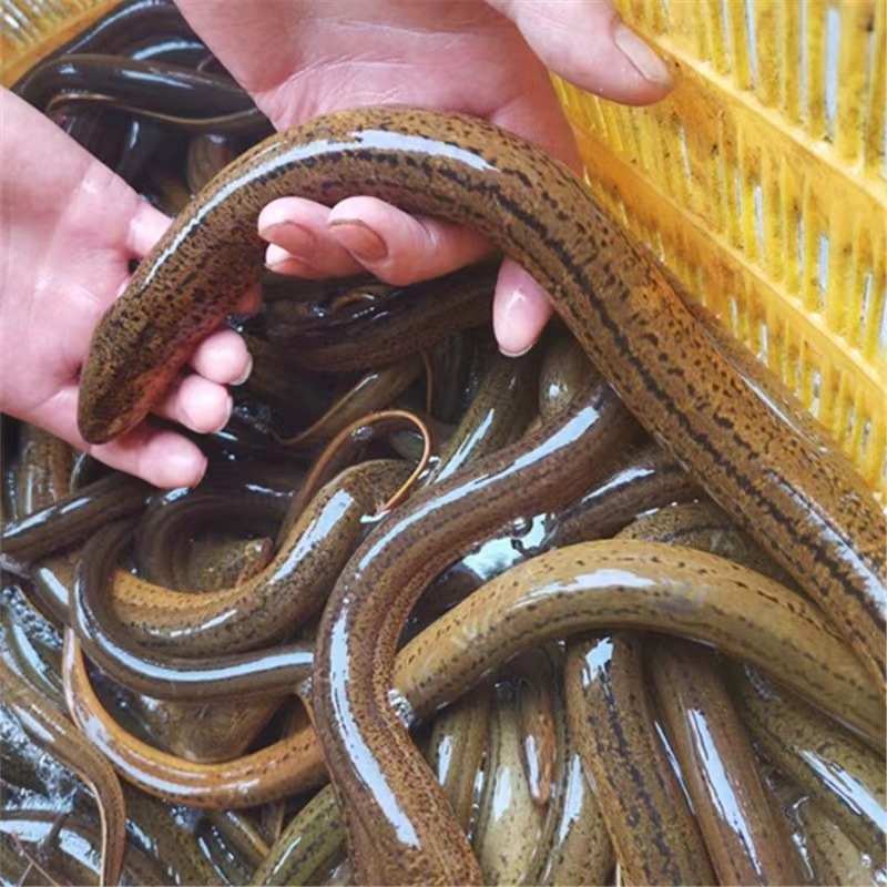 0成交100千克基地直销纯外塘黄鳝苗鳝鱼苗黄鳝种苗规格齐全包成活率量