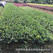 茶梅小苗 批发绿化苗 道路绿化 工程绿化苗茶梅 规格齐全